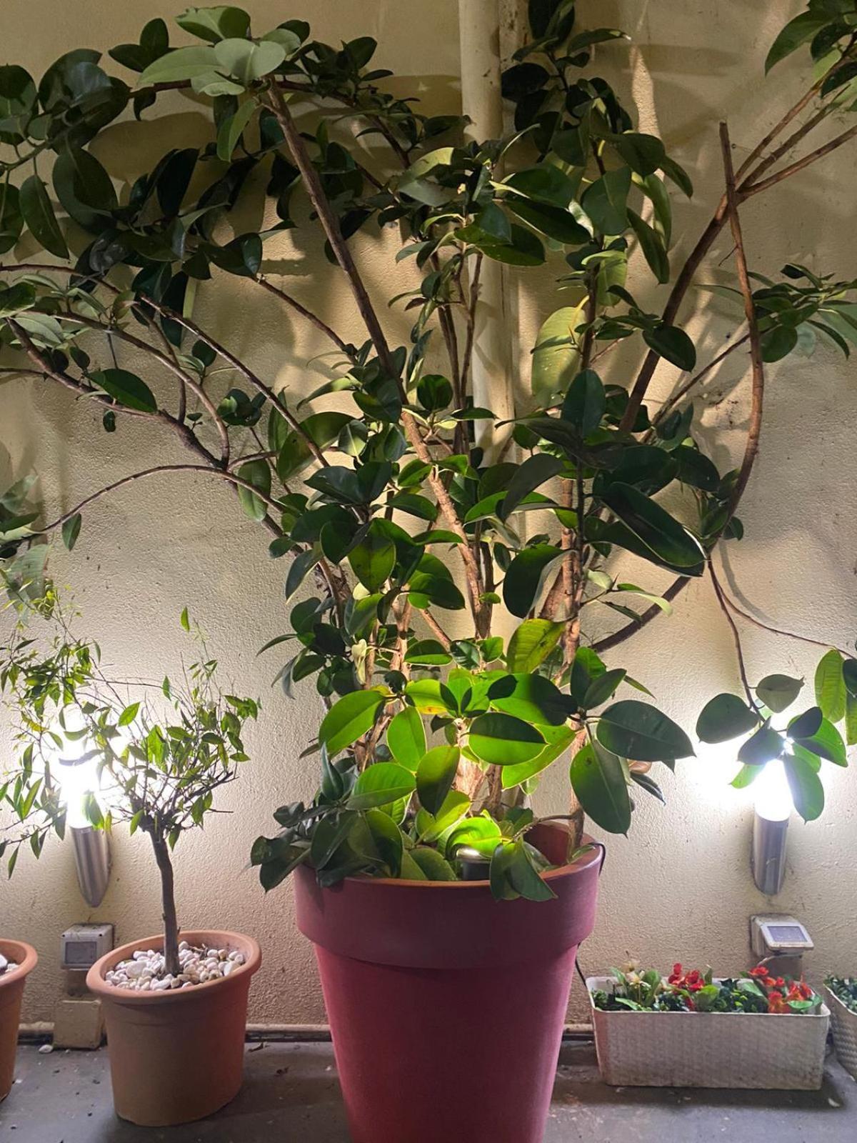 Lata Rana Colosseum Luxury Loft Roma Eksteriør bilde